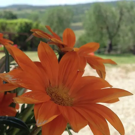 Podere Torricella Primo Piano *
